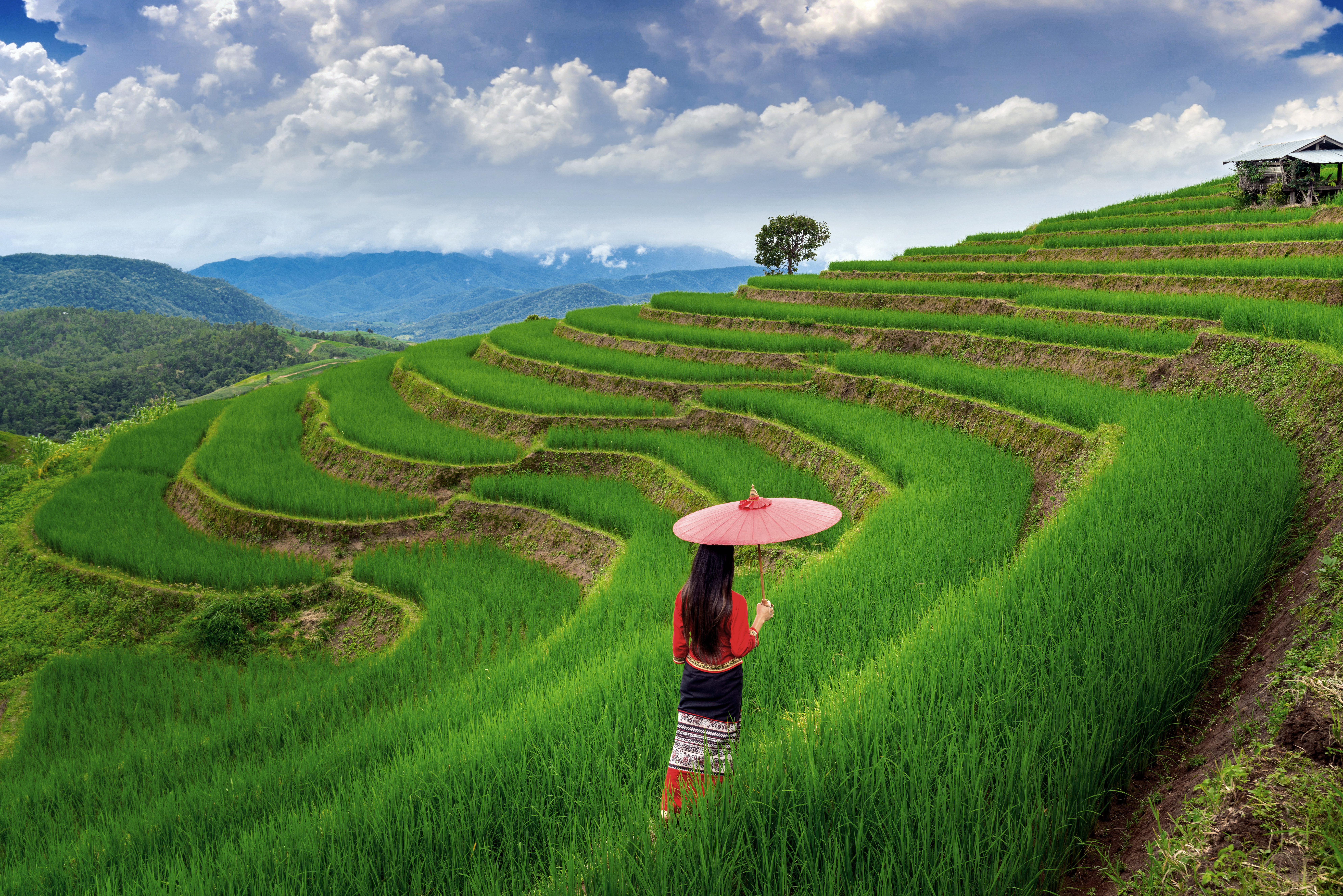 Ubud Rice Terraces